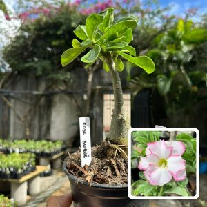 1706 23 Rosa do Deserto rose buque