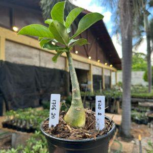 1706 20 Rosa do Deserto Filó 2