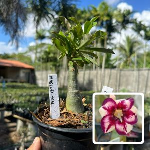 1706 09 Rosa do Deserto Magenta Star