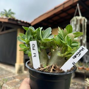 1706 14 Arabicum Minotauro F3
