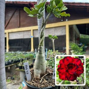 1706 43 Rosa do Deserto Amor de Mãe ( Rapunzel )
