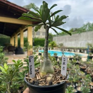 1706 41 Rosa do Deserto Cone Flower