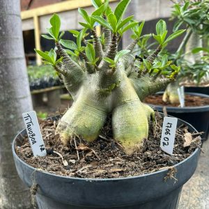 1706 02 Arabicum Titanoboa - Adulta