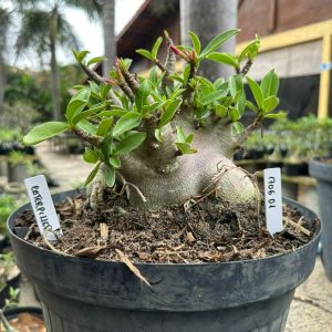 1706 01 Arabicum Cartepillar - Adulta