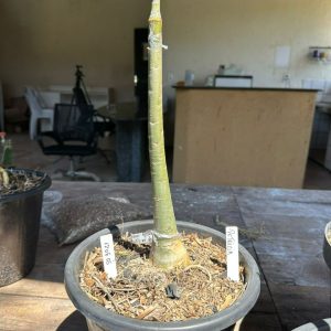 1706 05 Anaconda Amor de Mãe + Açafrão + amor de mae variegata