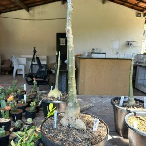 1706 04 Anaconda Dalila + Variegata Suprema