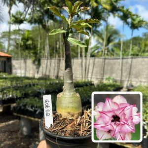 1806 02 Rosa do Deserto Lily