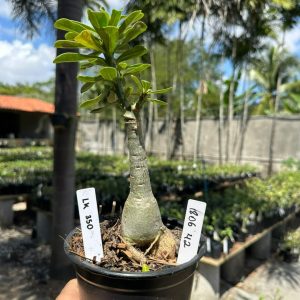 1806 42 Rosa do Deserto Lk 350