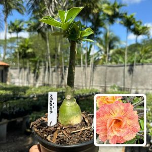 1806 37 Rosa do Deserto Mexirica