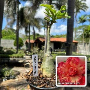 1806 29 Rosa do Deserto Pablo Charles