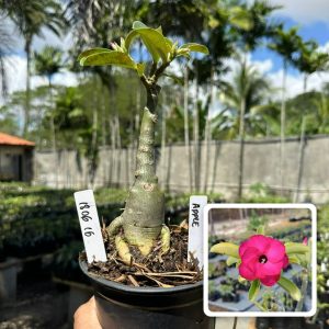 1806 16 Rosa do Deserto Apple swazicum Dobrada