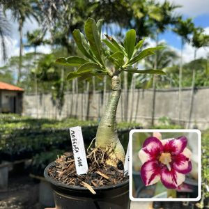 1806 15 Rosa do Deserto Magenta Star