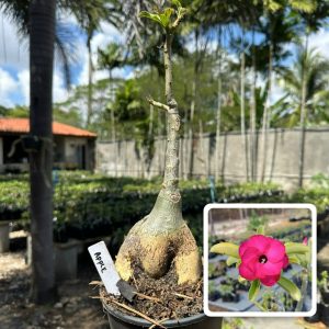 1806 11 Rosa do Deserto Apple Swazicum dobrada