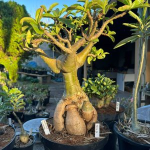 1806 01 Socotra Balãozinho Dinossaur