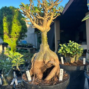 1806 02 Socotra Balãozinho Godji f2 ( Leilão )
