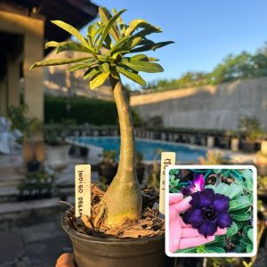1806 64 Rosa do Deserto Indigo Dream