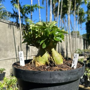 1906 05 Arabicum Thai soco ( Leilão ) - Adulta