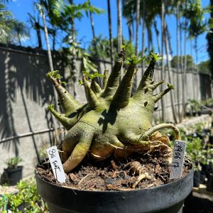 1906 17 Arabicum Big Foot - Adulta