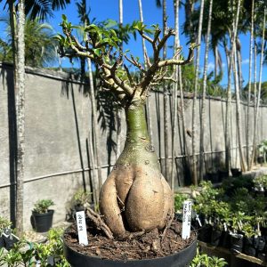 1906 04 Socotra Balãozinho Wang dork ( Leilão )