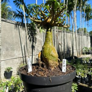 1906 01 Socotra Balãozinho Hulk Tigrada ( Leilão )