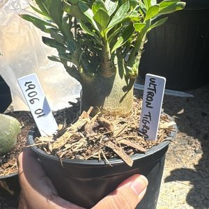 1906 01 Arabicum Ultron Tigrada F3