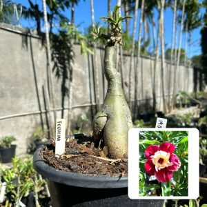 1906 03 Big Caudex Fogueira ( Leilão )