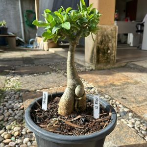 1906 05 Big Caudex Meteoro