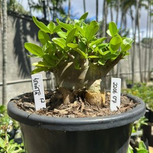 2206 07 Arabicum Leviatã - Adulta