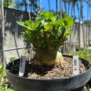 2206 13 Arabicum Urbano - Adulta