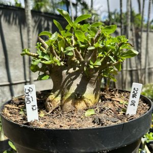 2206 08 Arabicum Bizão - Adulta
