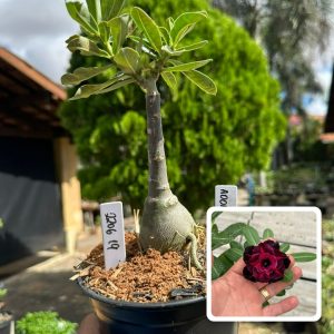 2206 19 Rosa do Deserto Adonai