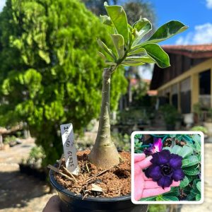 2206 13 Rosa do Deserto Indigo Glaze