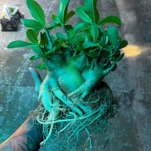 2206 220 Arabicum Darckseid - Adulta