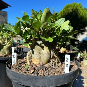 2206 20 Arabicum Fat boy - Adulta