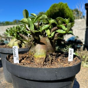 2206 17 Arabicum Ragnarok Black - Adulta