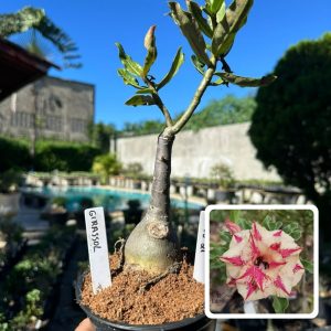 2206 21 Rosa do Deserto Girassol