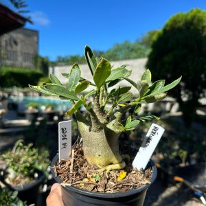 2206 04 Arabicum Hércules Tigrada F3
