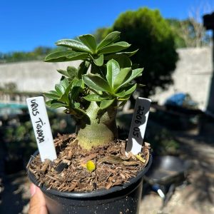 2206 05 Arabicum Urus Tigrada F3