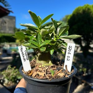 2206 02 Arabicum Tiranossauro Tigrada F3