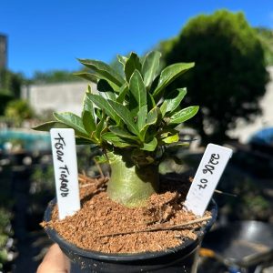 2206 07 Arabicum Tyson Tigrada F3