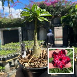 2306 28 Rosa do Deserto Scarlet