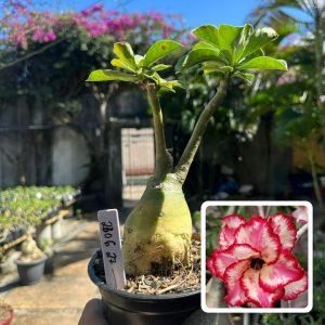 2306 27 Rosa do Deserto Amit