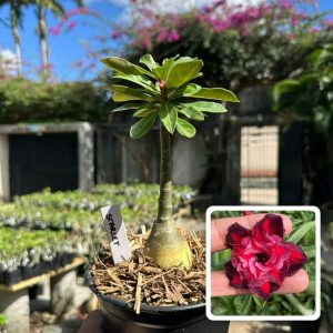 2306 22 Rosa do Deserto Scarlet