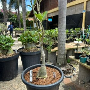 1505 03 Big Caudex Ceu Estrelado
