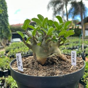 2306 04 Arabicum Megatron ( Leilão ) - Adulta
