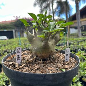 2306 05 Arabicum King Kong ( Leilão ) - Adulta
