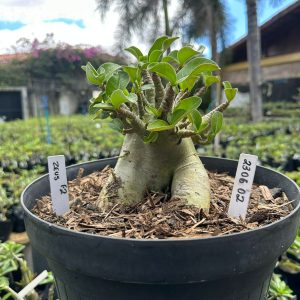 2306 02 Arabicum Zeus ( Leilão ) - Adulta