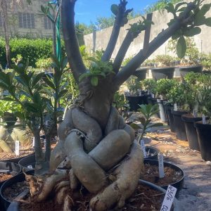 2306 02 Socotra White House
