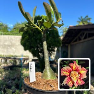 2306 41 Rosa do Deserto Mistral