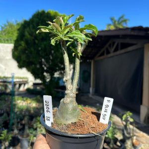 2306 38 Rosa do Deserto Blue Boy